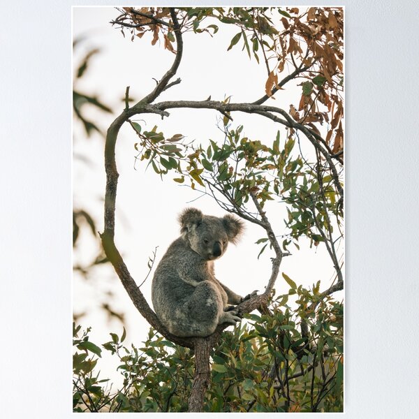 Item preview, Koala Chilling in Tree designed and sold by Taran Skye Photography .