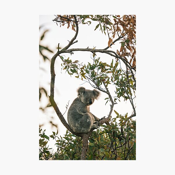 Item preview, Koala Chilling in Tree designed and sold by Taran Skye Photography .