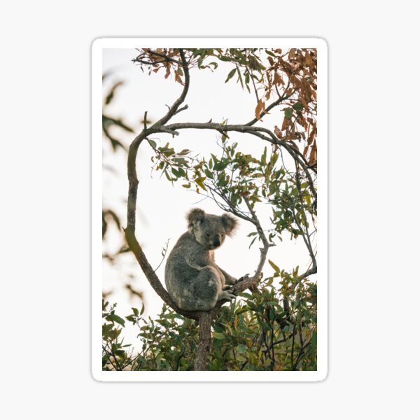 Item preview, Koala Chilling in Tree designed and sold by Taran Skye Photography .