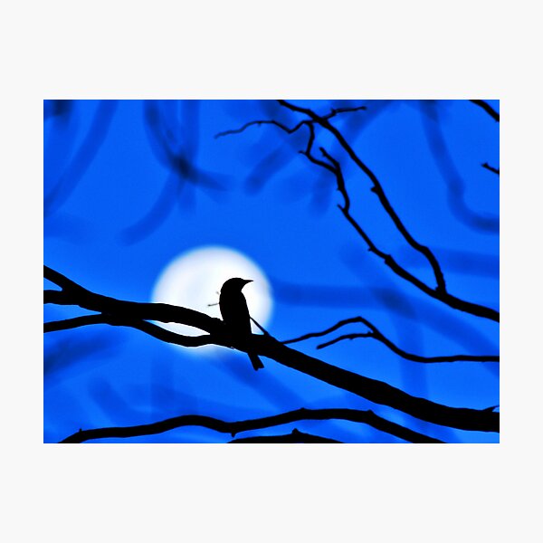 Artikelvorschau, Woodswallow Moon entworfen und verkauft von beeater.