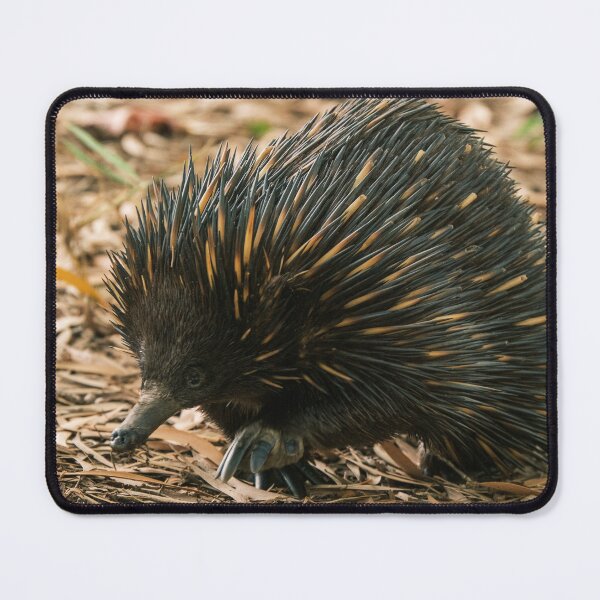 Item preview, Echidna Close-up designed and sold by Taran Skye Photography .