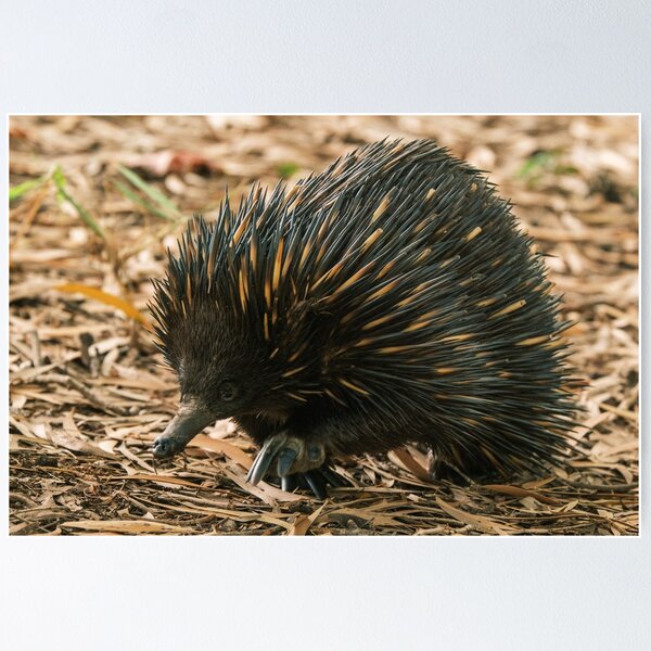 Item preview, Echidna Close-up designed and sold by Taran Skye Photography .