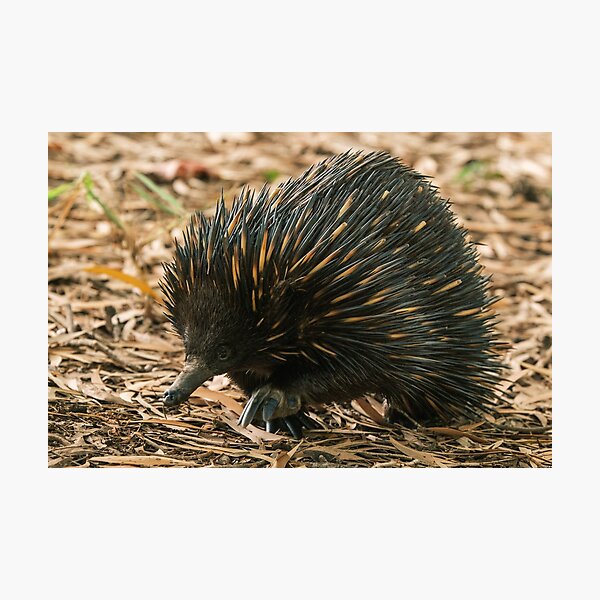 Item preview, Echidna Close-up designed and sold by Taran Skye Photography .