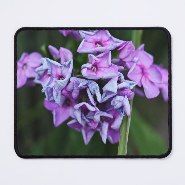 Item preview, Vibrant Violet Blossom Macro Photography designed and sold by NatureLifeDjuka.