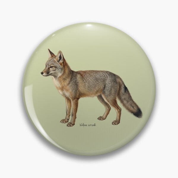 Item preview, The Steppe Phantom: Antique Corsac Fox Naturalist Art Print designed and sold by FreiherrPK.