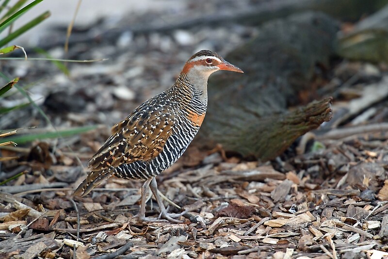 "BuffBanded Rail Bird. Cedar Creek, Queensland, Australia" by Ralph de