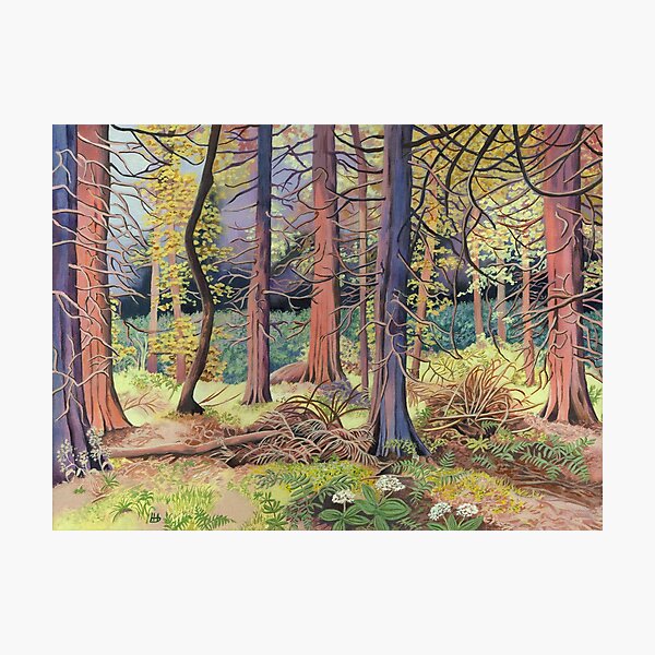 Item preview, Wellingtonia Woodland (acrylic on canvas) designed and sold by Painting By Nature.
