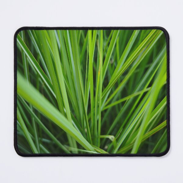 Item preview, Fresh Lemongrass Plant Close Up designed and sold by NatureLifeDjuka.
