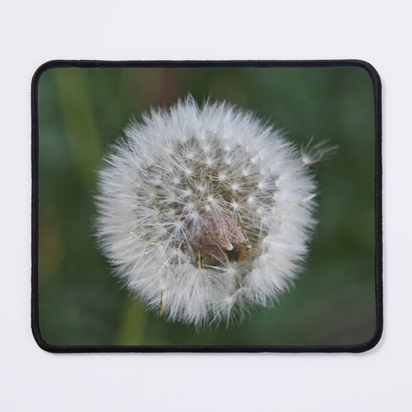 Item preview, Fluffy White Dandelion Puff designed and sold by NatureLifeDjuka.