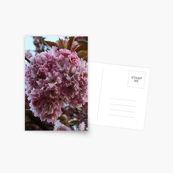 Blossible Postcard