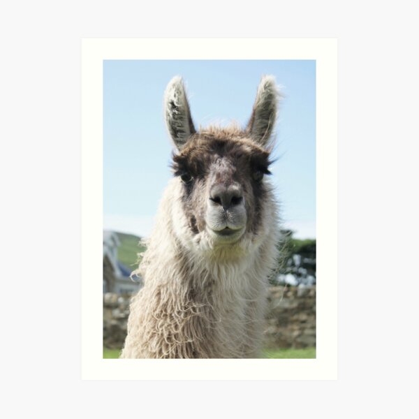 An Irish llama Art Print