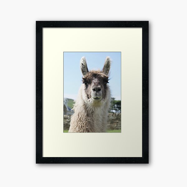 Item preview, An Irish llama designed and sold by Agnes McGuinness.