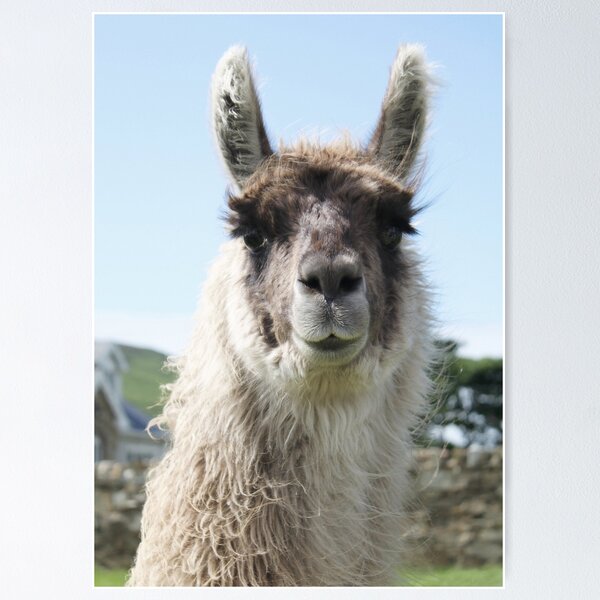 Item preview, An Irish llama designed and sold by Agnes McGuinness.