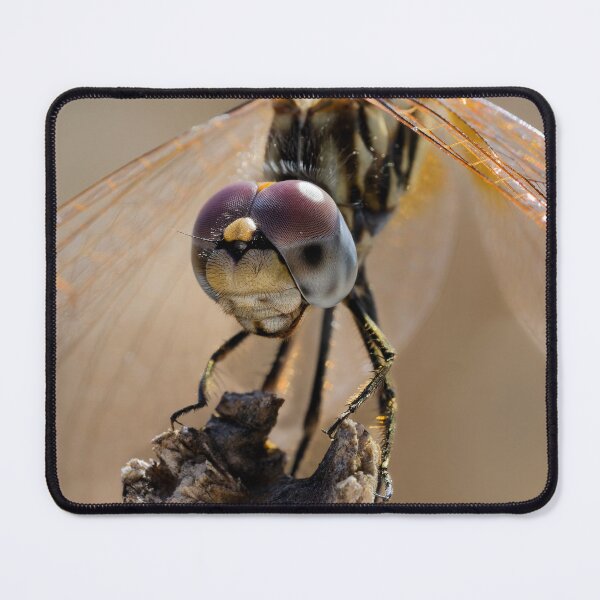 Item preview, Female Orange-winged Dropwing Dragonfly Macro designed and sold by Ralph Goldsmith.