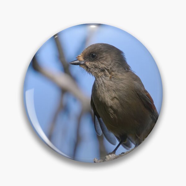 Item preview, Feeling gray. Siberian jay designed and sold by Jouko Lehto Photography.