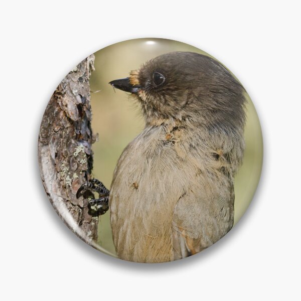 Item preview, Hold on. Siberian jay designed and sold by Jouko Lehto Photography.