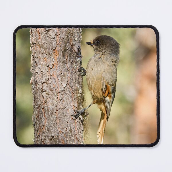 Item preview, Hold on. Siberian jay designed and sold by Jouko Lehto Photography.