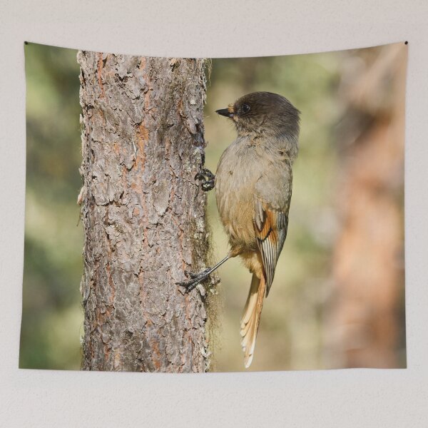 Item preview, Hold on. Siberian jay designed and sold by Jouko Lehto Photography.