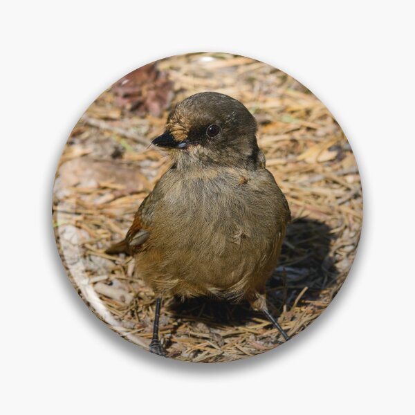 Item preview, On the ground. Siberian jay designed and sold by Jouko Lehto Photography.