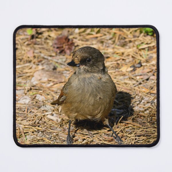Item preview, On the ground. Siberian jay designed and sold by Jouko Lehto Photography.