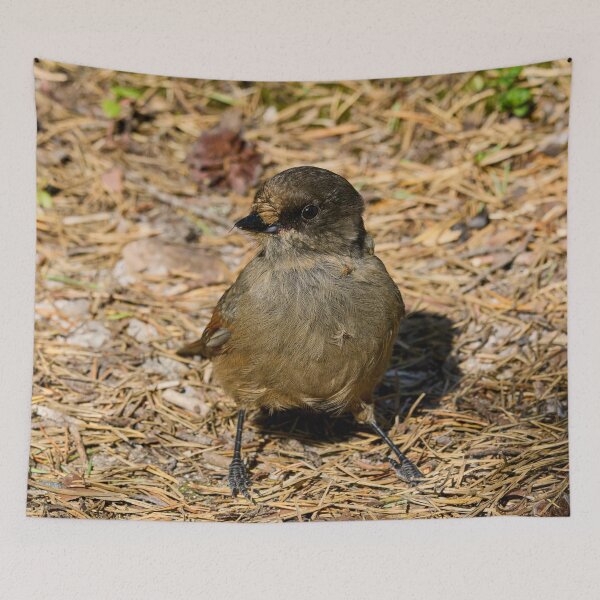 Item preview, On the ground. Siberian jay designed and sold by Jouko Lehto Photography.