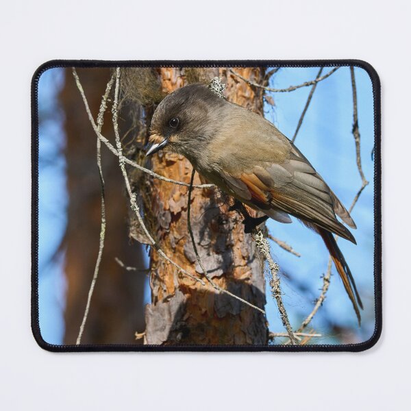 Item preview, To go or not. Siberian jay designed and sold by Jouko Lehto Photography.
