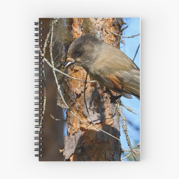 Item preview, To go or not. Siberian jay designed and sold by Jouko Lehto Photography.
