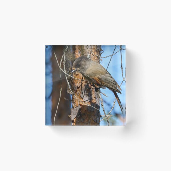 Item preview, To go or not. Siberian jay designed and sold by Jouko Lehto Photography.