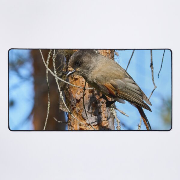 Item preview, To go or not. Siberian jay designed and sold by Jouko Lehto Photography.