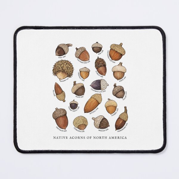 Item preview, Native Acorns of North America Tree Botanical Identification designed and sold by Designart68.