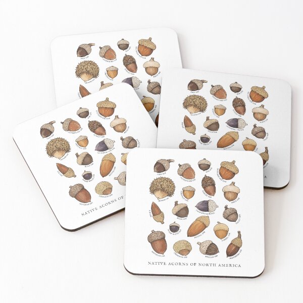Item preview, Native Acorns of North America Tree Botanical Identification  designed and sold by Designart68.