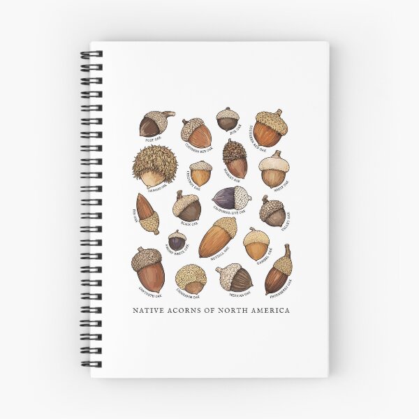 Item preview, Native Acorns of North America Tree Botanical Identification  designed and sold by Designart68.