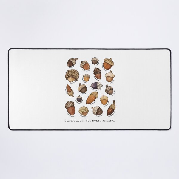 Item preview, Native Acorns of North America Tree Botanical Identification designed and sold by Designart68.