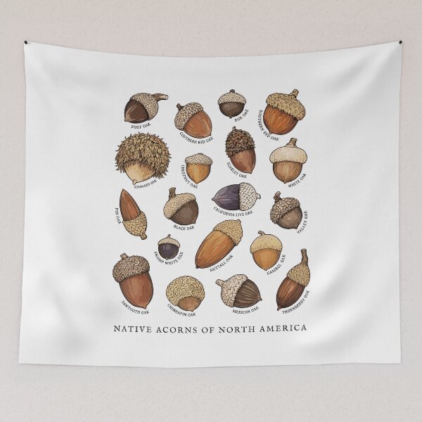 Item preview, Native Acorns of North America Tree Botanical Identification  designed and sold by Designart68.