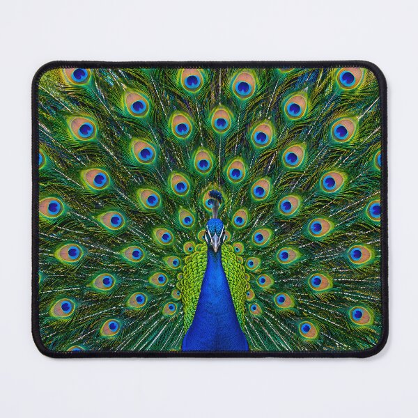 Item preview, Majestic Peacock Full Feather Fan Display designed and sold by Sybille-Yates.