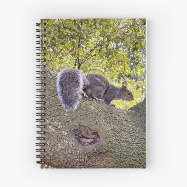 Item preview, Curious Grey Squirrel on an Ancient Tree Branch Wildlife Photography designed and sold by leonwoods.
