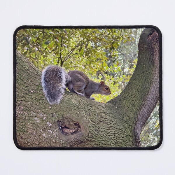 Item preview, Curious Grey Squirrel on an Ancient Tree Branch Wildlife Photography designed and sold by leonwoods.