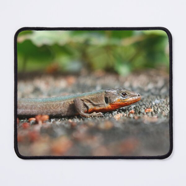 Item preview, Dalmatian wall lizard designed and sold by GreyFeatherPhot.