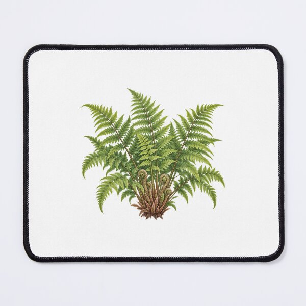Item preview, Lady Fern (Athyrium filix-femina) – Detailed Botanical Fern Illustration designed and sold by Ink-Whiskers.
