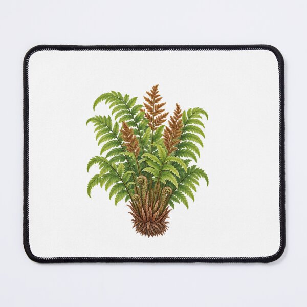 Item preview, Royal Fern (Osmunda regalis) – Detailed Botanical Fern Illustration designed and sold by Ink-Whiskers.