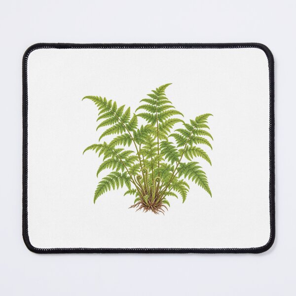 Item preview, Hay-scented Fern (Dennstaedtia punctilobula) – Detailed Botanical Fern Illustration designed and sold by Ink-Whiskers.
