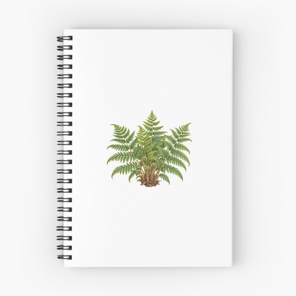 Item preview, Bracken Fern (Pteridium aquilinum) – Detailed Botanical Fern Illustration designed and sold by Ink-Whiskers.