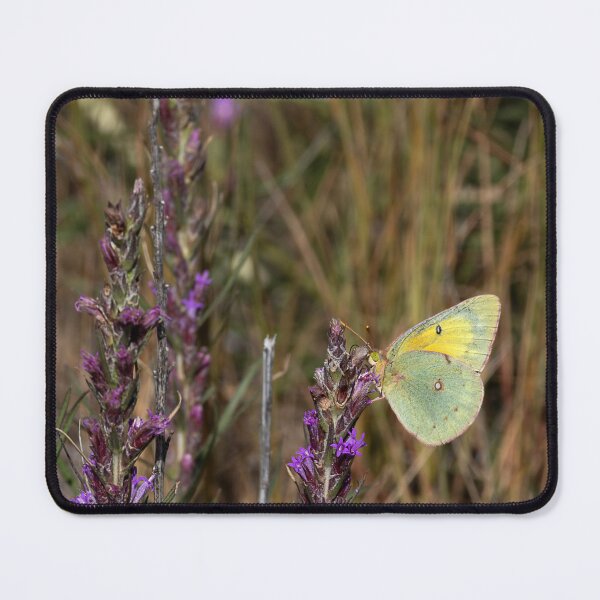 Item preview, Cabbage White Butterfly perched on purple flower designed and sold by lisavonbiela.