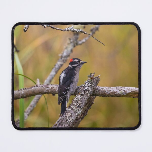 Item preview, Swan Lake Vancouver Island Canada designed and sold by Ernie Steven Dickey.
