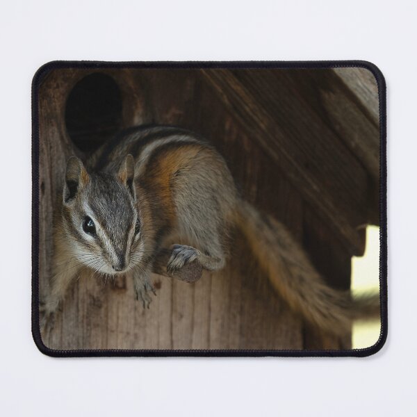 Item preview, Chipmunk balanced on birdhouse perch designed and sold by lisavonbiela.