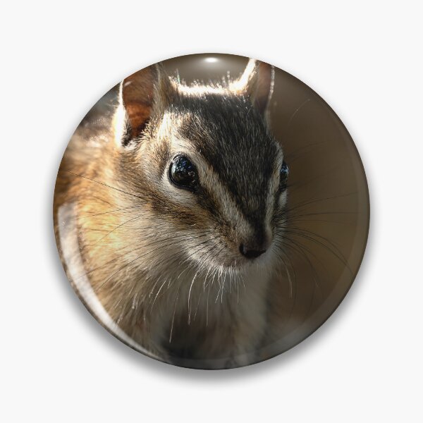 Item preview, Chipmunk on lichen-covered rock with dramatic sidelighting designed and sold by lisavonbiela.