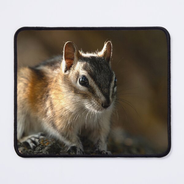 Item preview, Chipmunk on lichen-covered rock with dramatic sidelighting designed and sold by lisavonbiela.