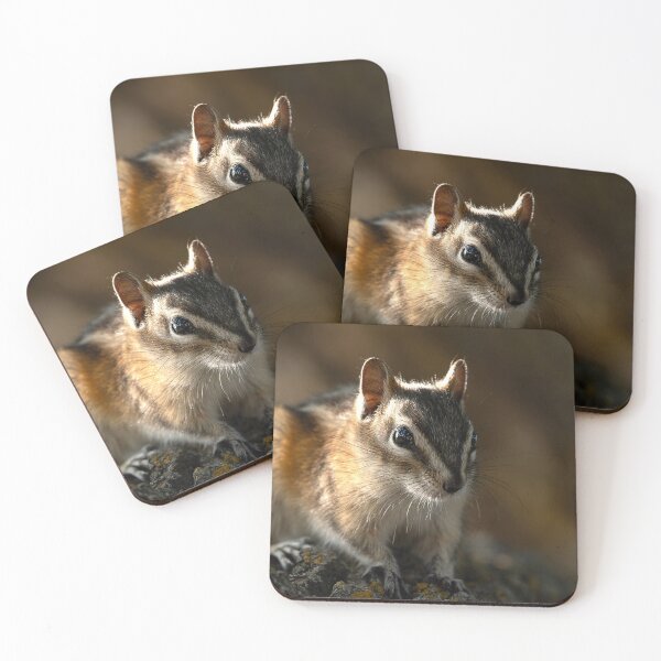 Item preview, Chipmunk on lichen-covered rock with dramatic sidelighting designed and sold by lisavonbiela.