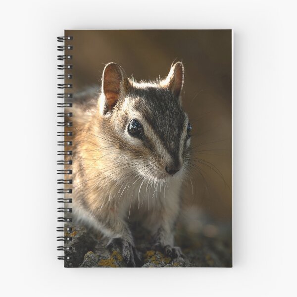 Item preview, Chipmunk on lichen-covered rock with dramatic sidelighting designed and sold by lisavonbiela.