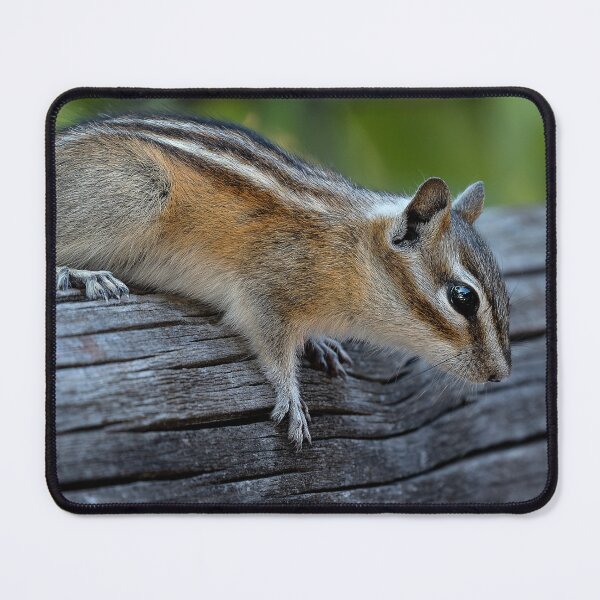 Item preview, Chipmunk about to jump off a wooden fence rail designed and sold by lisavonbiela.